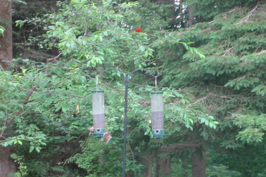 ../image/birds at john and kathi's.jpg